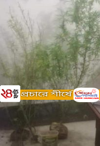 উদ্ধার করা গাছ